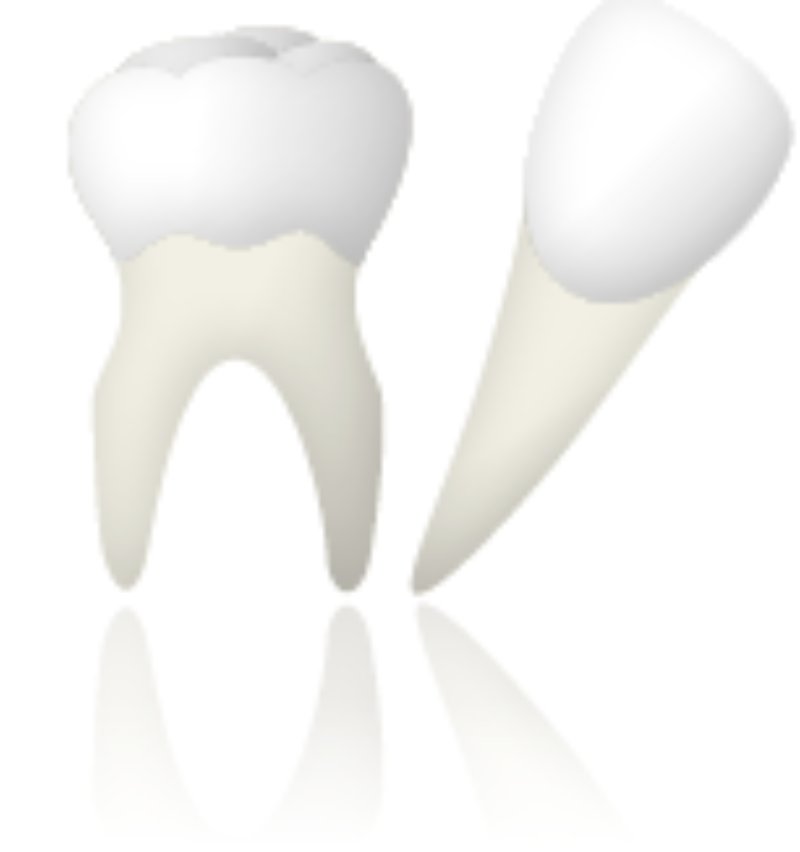 自分の歯を移植して歯を長持ちさせる方法(東大和市 歯医者 歯科 松本デンタルオフィス)